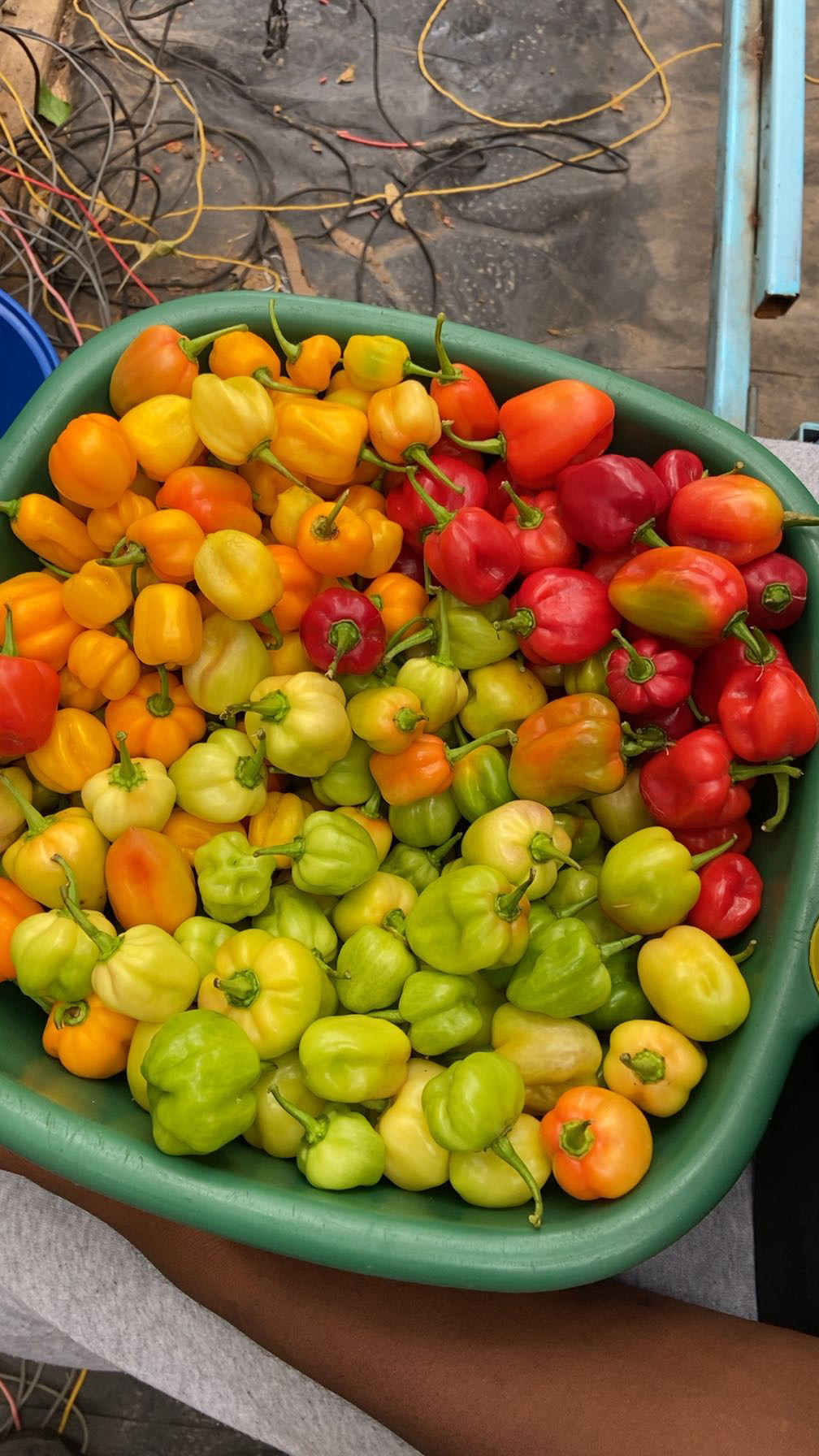 IoT Matilda hydroponic farm deployment